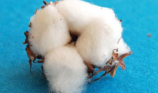 抗菌毛线绒布厂家带您预测：2019年棉花价格走势下半年大有涨幅